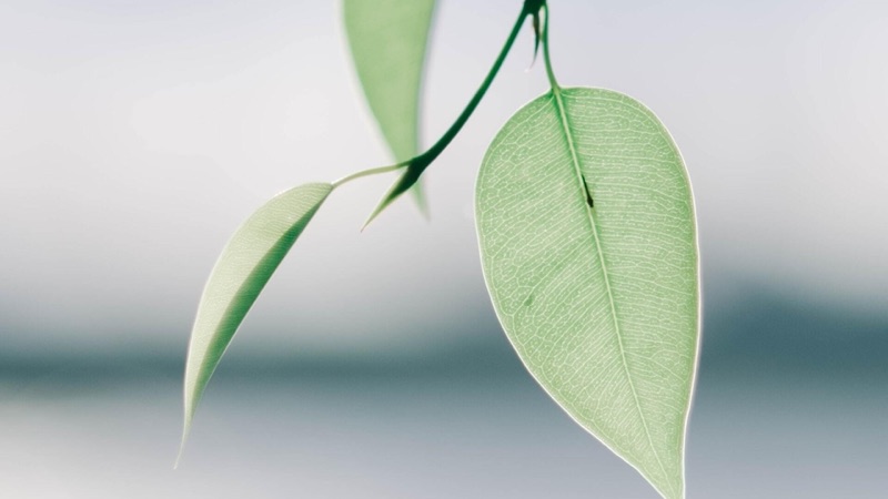 Our Mission, Purpose, and Vision